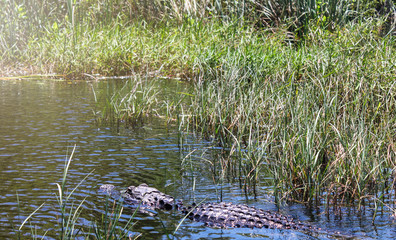 Big wild alligator swims in the lake at sunny day. Crocodile in the water