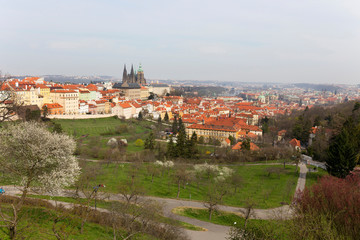 Fototapeta na wymiar Early spring Prague City with gothic Castle and the green Nature and flowering Trees, Czech Republic