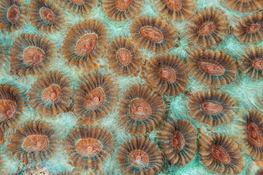 Coral close-up 4