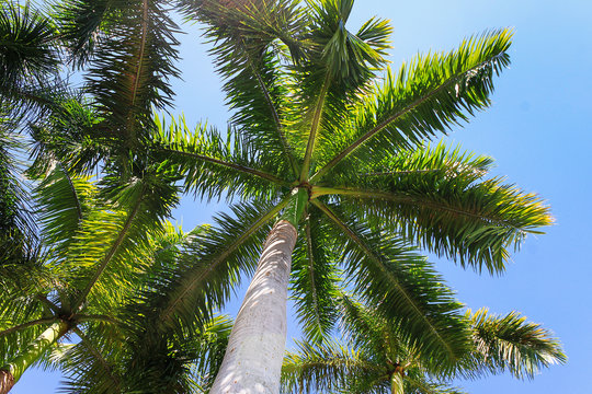 Green palm leaves on sunny day. High palm tree on blue sky background.