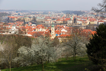 Obraz premium Early spring Prague City with the green Nature and flowering Trees, Czech Republic