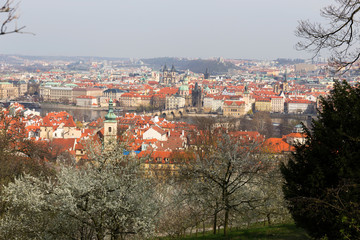 Fototapeta premium Early spring Prague City with the green Nature and flowering Trees, Czech Republic