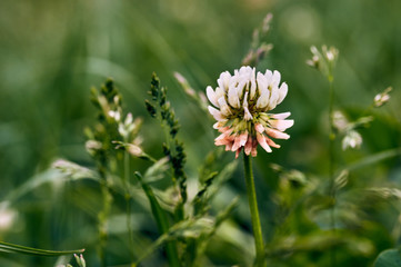 Wild grass flowers/Close up of white clover flower blooming on green background.A selective focus picture of grass flower with insect and natural green blurred background