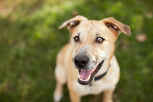 Mixed breed dog smiling and looking up