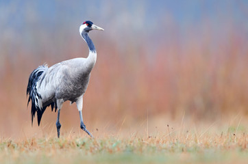 Common crane (Grus grus)