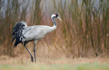 Common crane (Grus grus)