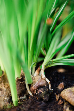 Sprouts coming out of narcissus bulb planted in the soil