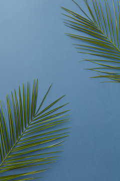 Angled frame of palm leaves on a blue background