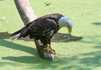 Bald Eagle Sitting on branch over pond covered in algae