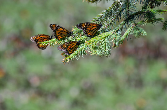 Monarch butterflies among pine tree branches