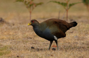 Tasmanian Native-hen in a clearing