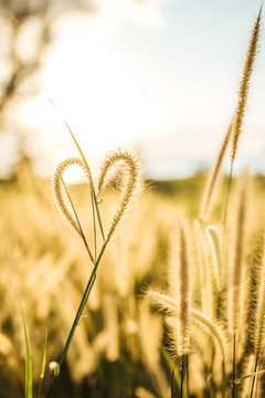 heart shaped plant at sunset