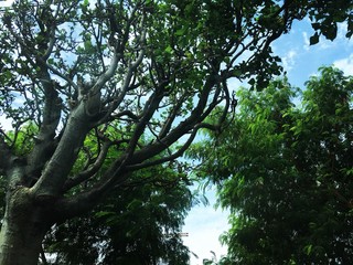 tree