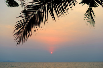 Fototapeta premium Silhouette of tropical coconut palm tree leaf at sunset, Thailand.