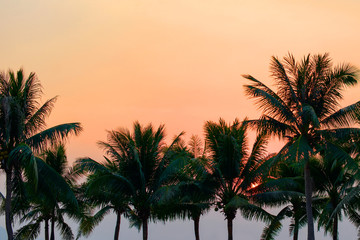 Silhouette of tropical coconut palm trees at sunset, Thailand.