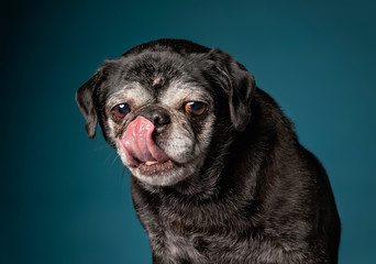 old senior pug licking her nose in a studio shot with a blue background