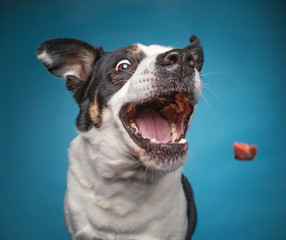 border collie catching a treat with a wide open mouth in a studio shot isolated on a blue background - obrazy, fototapety, plakaty