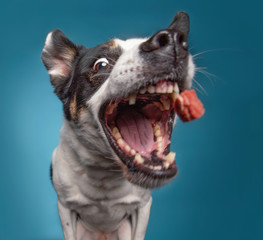 border collie catching a treat with a wide open mouth in a studio shot isolated on a blue background