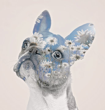 daisies double exposure on a cute french bulldog puppy with a funny face isolated on a cream background