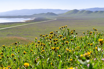 Fiddleneck (Amsinckia) wildflowers blooming in Carrizo Plain National Monument, Soda Lake and the valley visible in the background, California