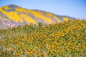 Fototapeta premium Fiddleneck (Amsinckia) wildflowers blooming in Carrizo Plain National Monument, mountain covered in wildflowers visible in the background, California