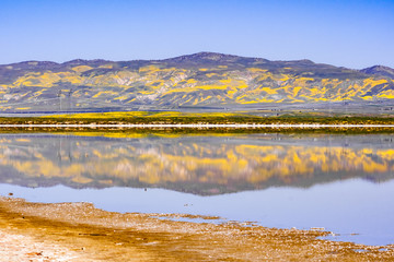 Obraz premium Wildflower covered mountains reflected in the temporary waters of Soda Lake, Carrizo Plain National Monument, Central California