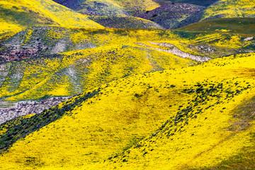 Close up view of mountains covered in wildflowers during a super bloom, Carrizo Plain National Monument, Central CaliforniaCarrizo Plain National Monument, Central California