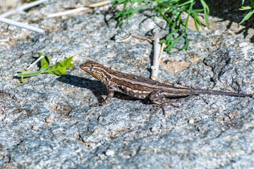 Common side-blotched lizard (Uta stansburiana) sitting on a rock, Anza-Borrego Desert State Park, California