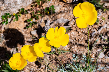 Pygmy poppies (Eschscholzia minutiflora) growing during a super bloom in Anza Borrego Desert State Park, south California
