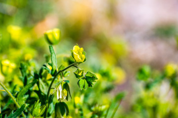 Whispering bells (Emmenanthe) wildflowers blooming in Anza Borrego Desert State Park, California