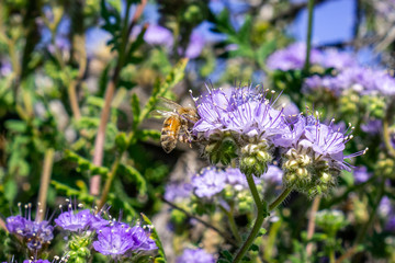 Close up of honey bee pollinating Phacelia (Phacelia crenulata) wildflowers blooming in Anza Borrego Desert State Park during a spring super bloom, San Diego county, California