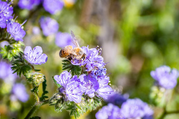 Close up of honey bee pollinating Phacelia (Phacelia crenulata) wildflowers blooming in Anza Borrego Desert State Park during a spring super bloom, San Diego county, California