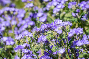 Phacelia (Phacelia crenulata) wildflowers blooming in Anza Borrego Desert State Park during a spring super bloom, San Diego county, California