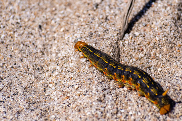 Close up of White-lined Sphinx moth (Hyles lineata) caterpillar, Anza Borrego Desert State Park, San Diego county, California