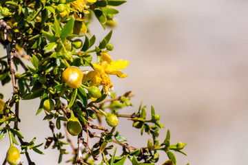 Creosote bush (Larrea tridentata) blooming in Anza-Borrego Desert State Park, south California