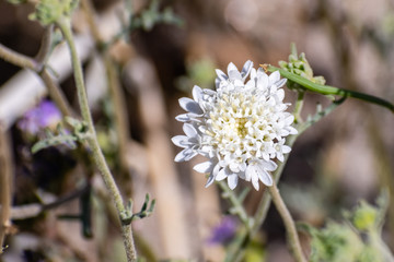 Close up of Chaenactis fremontii (Fremont's pincushion or Desert pincushion) wildflower, Anza Borrego Desert State Park, California