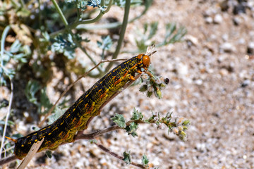 Close up of White-lined Sphinx moth (Hyles lineata) caterpillar, Anza Borrego Desert State Park, San Diego county, California