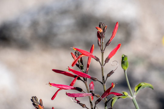 Close up of Chuparosa (Justicia californica) wildflowers, Anza-Borrego Desert State Park, California
