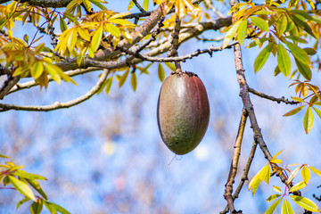 Close up of the ovoid fruit pod of the Silk Floss tree (Ceiba speciosa), San Diego, California