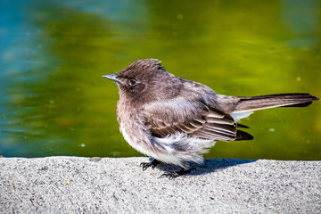 Close up of Black Phoebe (Sayornis nigricans) sitting on the shoreline of a pond