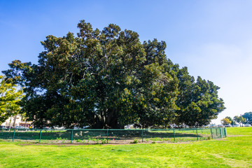 Large Moreton Bay Fig (Ficus macrophylla) tree in Balboa Park older than 100 years (planted in 1915), San Diego, California
