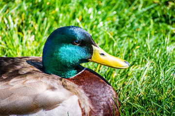 Obraz premium Close up of brightly colored head of a male mallard duck (Anas platyrhynchos); green grass meadow in the background; San Diego, California