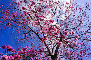 Pink trumpet tree (Handroanthus impetiginosus) on a blue sky background