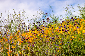 California poppies (Eschscholzia californica) and Chia (Salvia hispanica) blooming on the hills of Walker Canyon during the superbloom, Lake Elsinore, south California