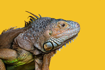 close-up detailed portrait of iguana against yellow background, Malaysia - 259257445