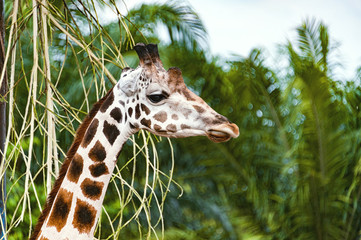 giraffe`s portrait in one of the parks in Malaysia - 259257463