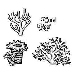 Hand Drawn Coral Reef