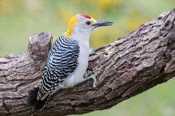 Golden fronted woodpecker perched on a trunk background mimosa acacia dealbata