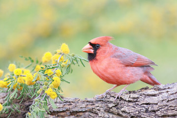 Northern cardinal perched on a trunk backgroun mimosa acacia deabata