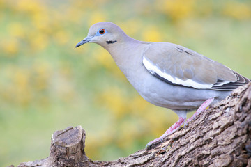 White winged dove perched on a trunk background mimosa acacia dealbata